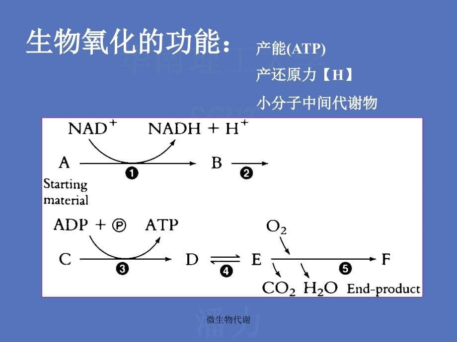 微生物代谢课件_第5页