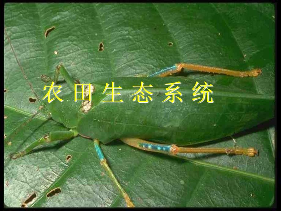 农田生态系统_第1页