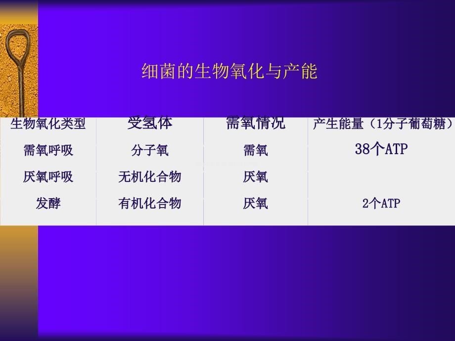 细菌的新陈代谢_第5页