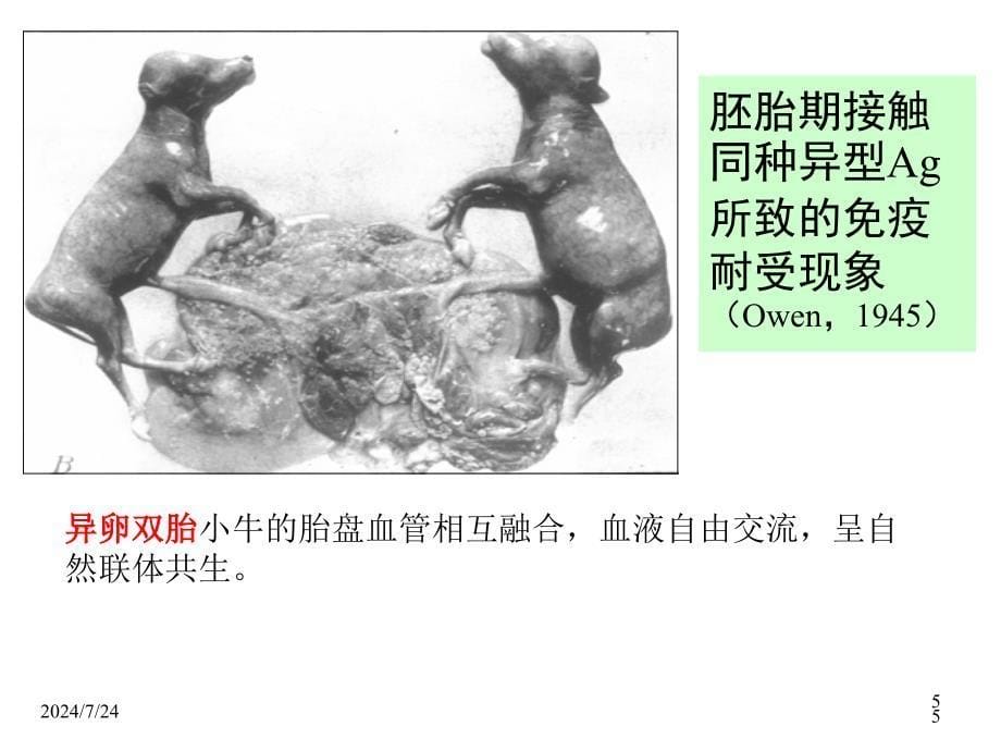 医学免疫学15免疫耐受_第5页