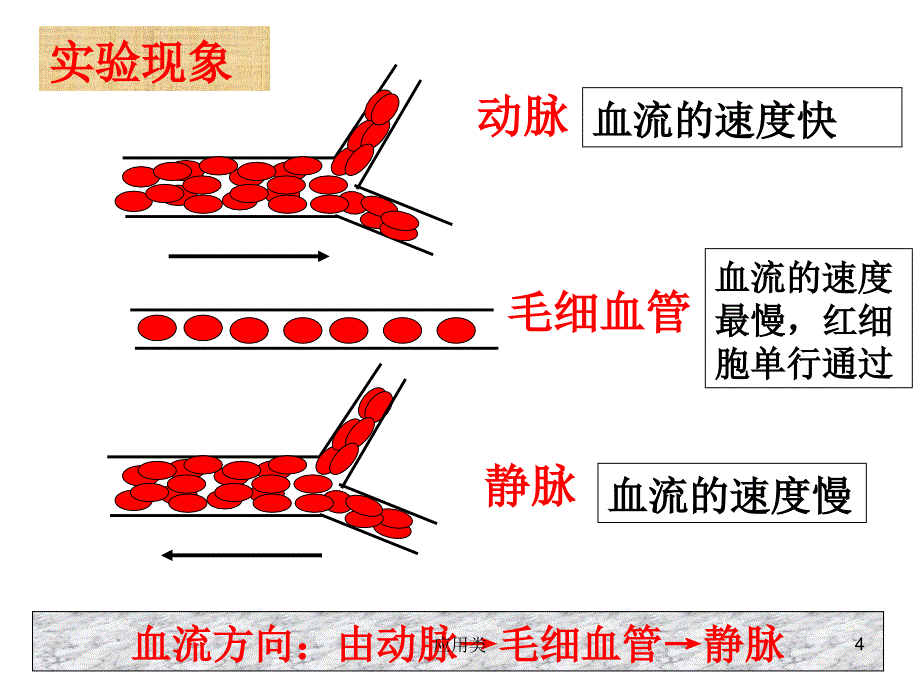 血流的管道—-—血管【材料专享】_第4页