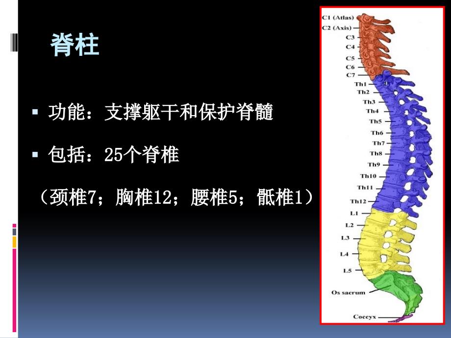 脊髓损伤的康复史上最权威得资料_第3页