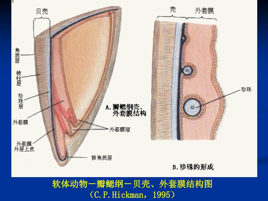 水生生物学瓣鳃纲_第3页