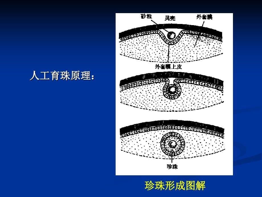 水生生物学瓣鳃纲_第5页