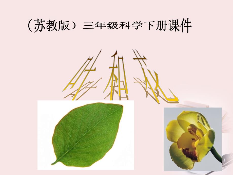 三年级科学下册_花和叶_1课件_苏教版_第1页