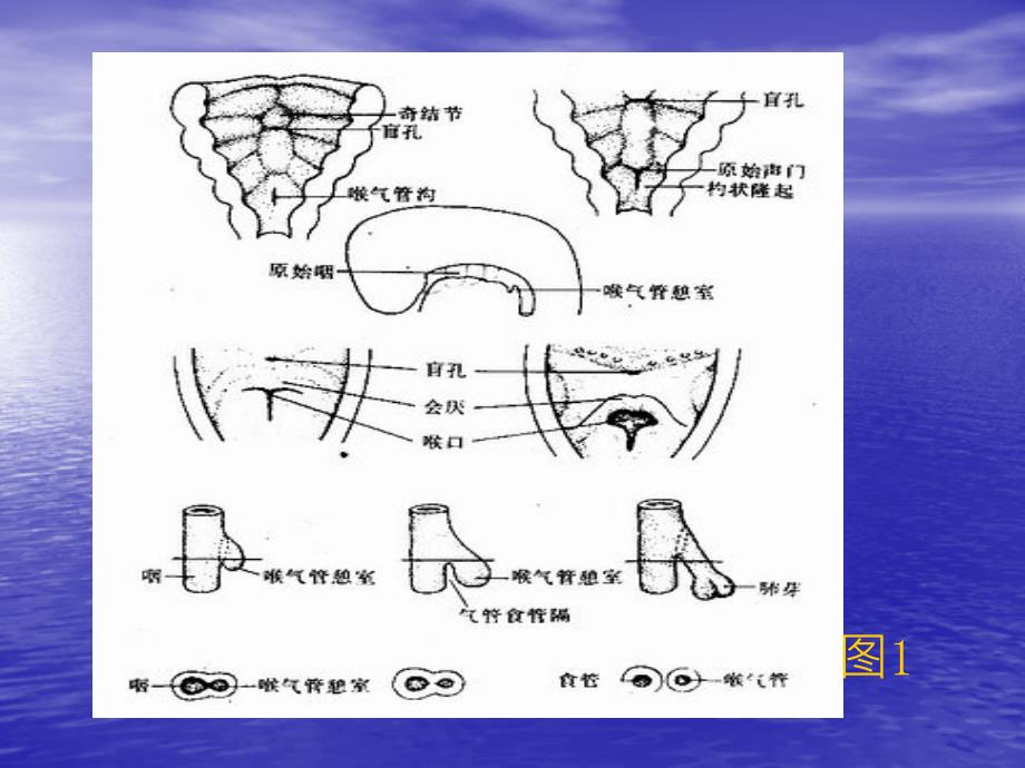 胎儿肺部发育特点_第3页