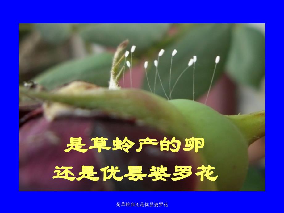 是草蛉卵还是优昙婆罗花课件_第1页