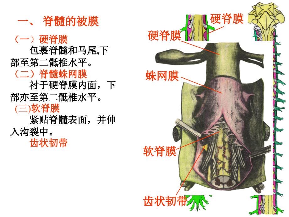 人体解剖学课件：脊髓_第2页