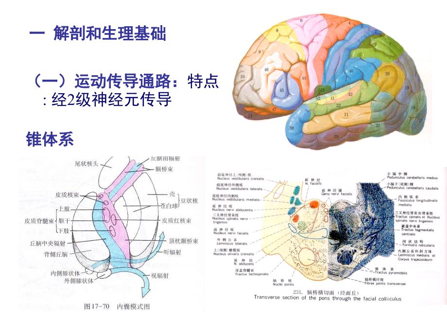 运动系统和感觉系统.ppt_第4页