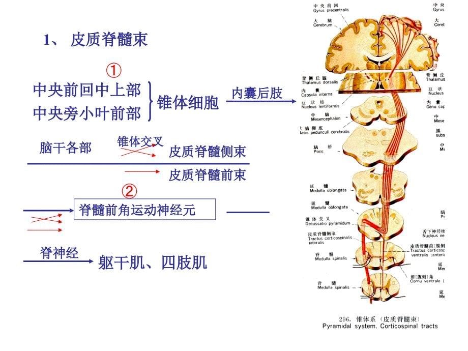 运动系统和感觉系统.ppt_第5页