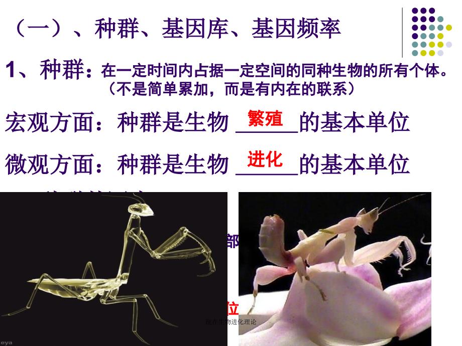 现在生物进化理论课件_第3页