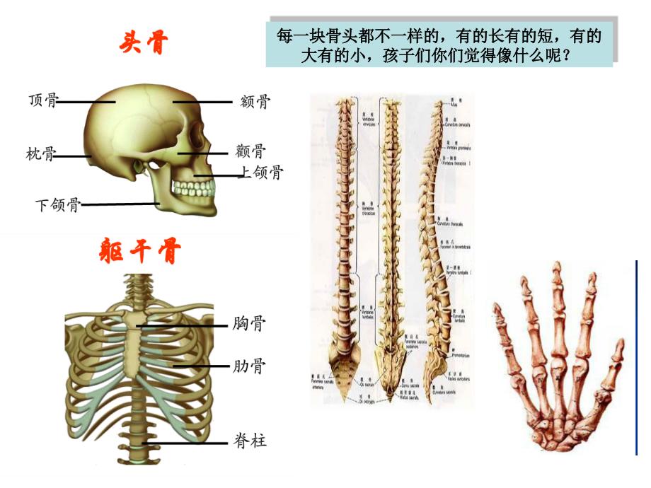 健康：人体的骨骼_第4页