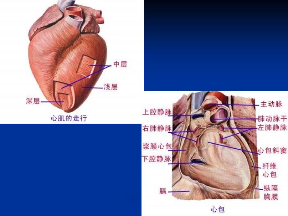 超声心动图巡诊_第3页