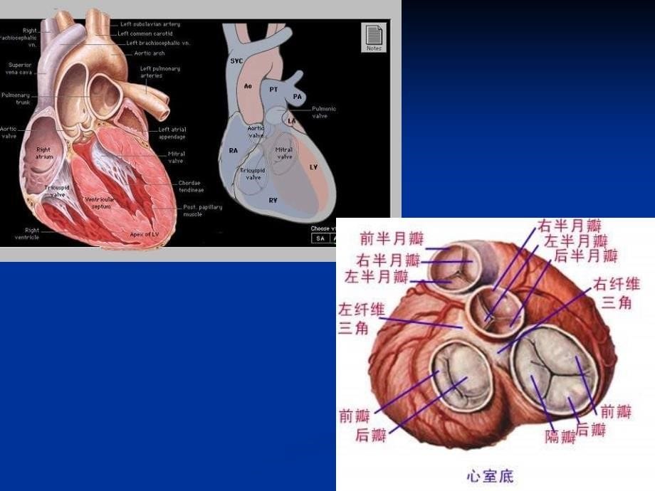 超声心动图巡诊_第5页