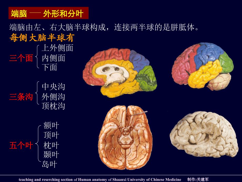 端脑外形和分叶PPT课件_第1页