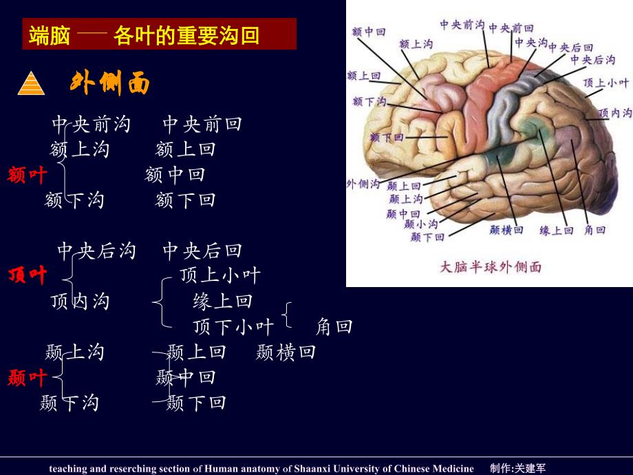 端脑外形和分叶PPT课件_第2页