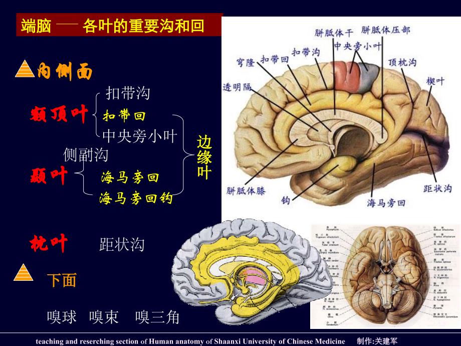 端脑外形和分叶PPT课件_第3页