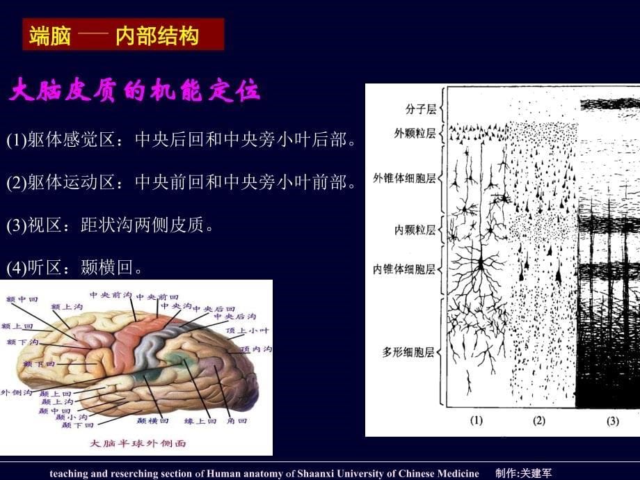 端脑外形和分叶PPT课件_第5页