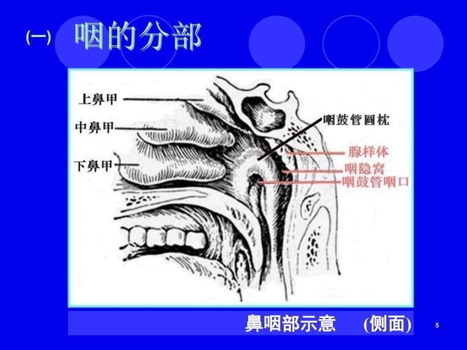 41咽的应用解剖学及生理学PPT课件_第5页