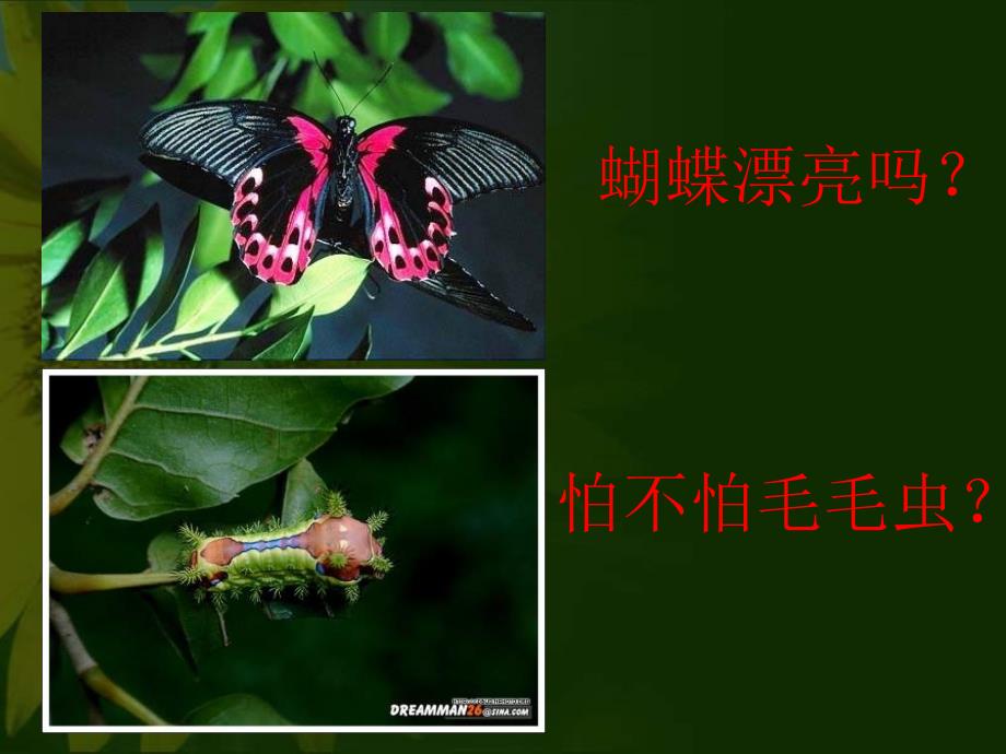 八年级生物昆虫的生殖和发育_第1页