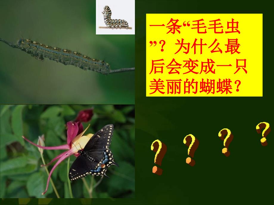 八年级生物昆虫的生殖和发育_第4页