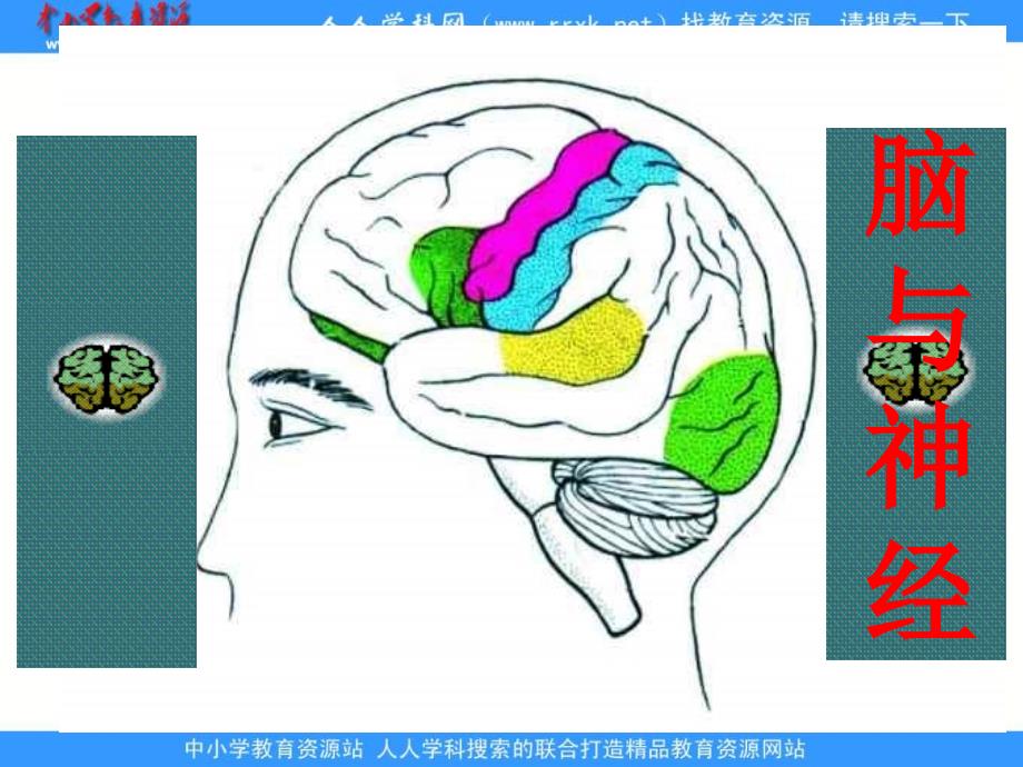 青岛版科学五上《脑与神经》ppt课件.ppt_第1页