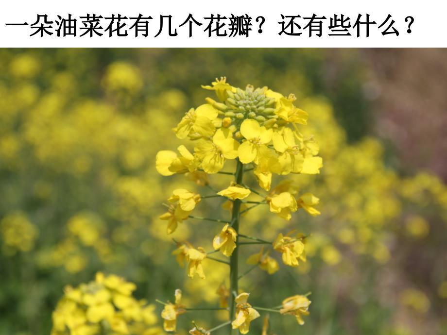 四下二1油菜花开了陈建2_第3页