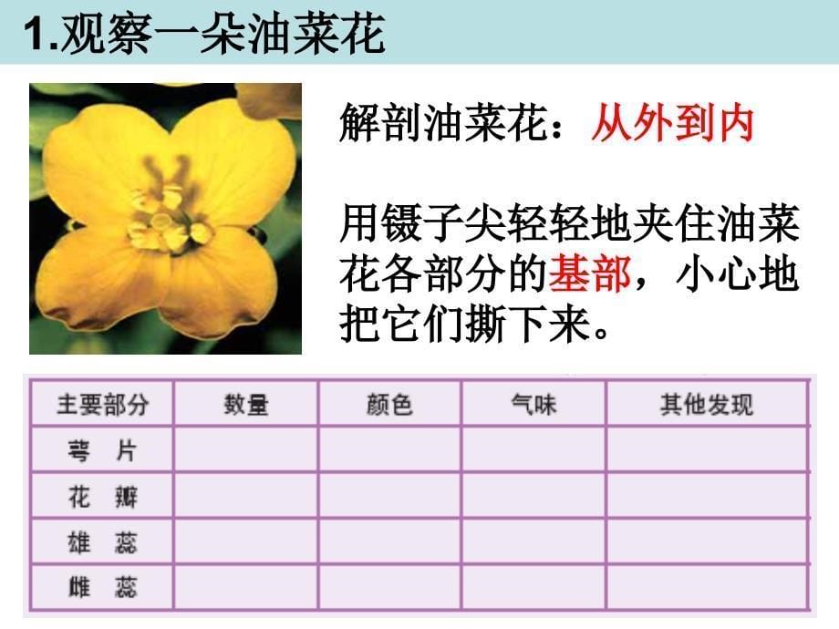 四下二1油菜花开了陈建2_第5页