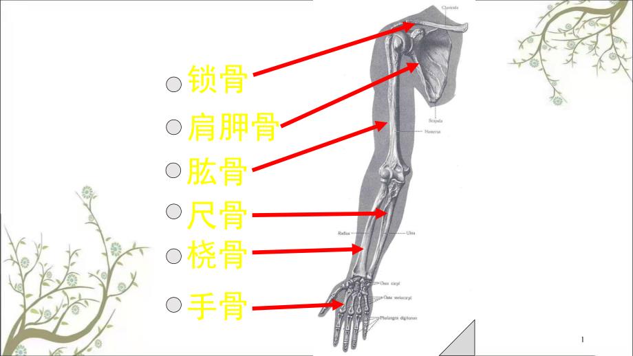 上肢骨及连接课件_第1页