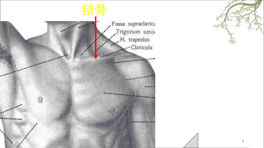 上肢骨及连接课件_第2页