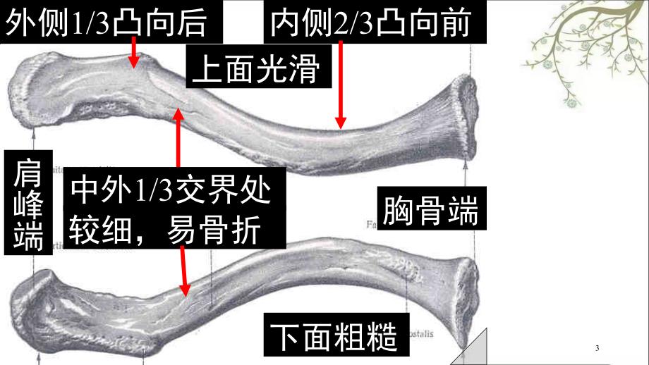 上肢骨及连接课件_第3页