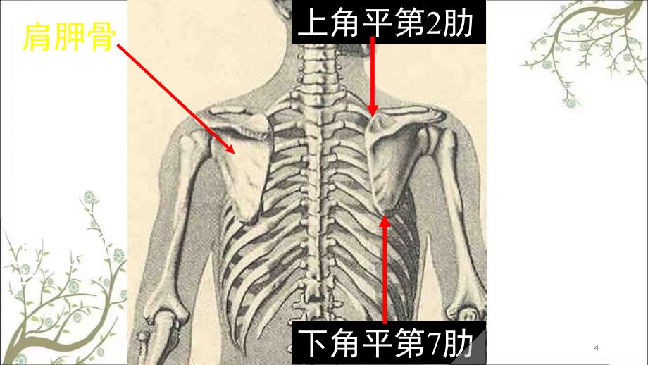 上肢骨及连接课件_第4页