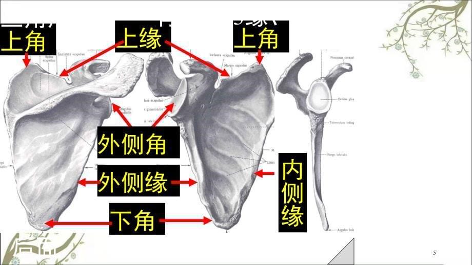 上肢骨及连接课件_第5页