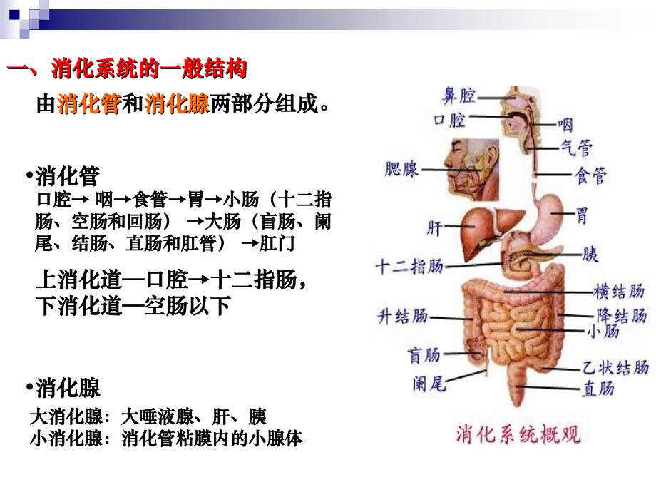 人体解剖生理学消化系统解剖.ppt_第2页