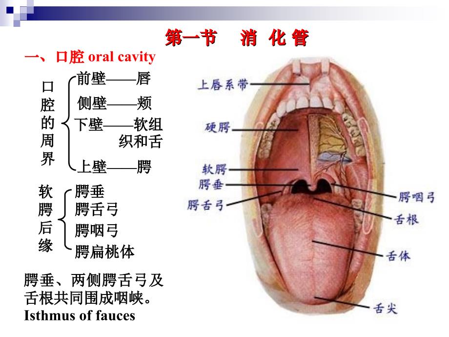 人体解剖生理学消化系统解剖.ppt_第3页