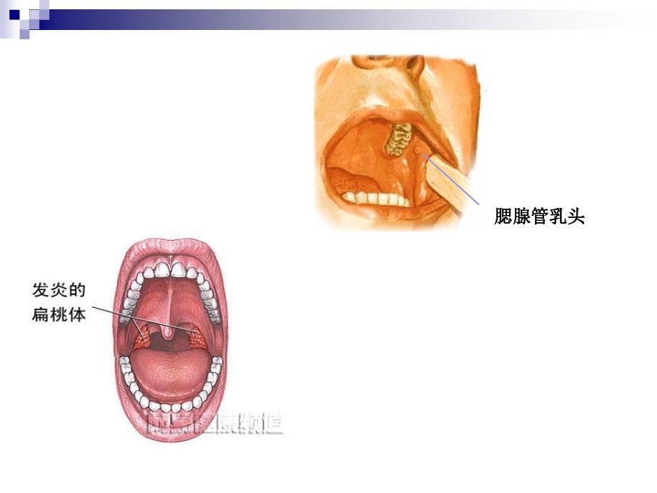 人体解剖生理学消化系统解剖.ppt_第4页