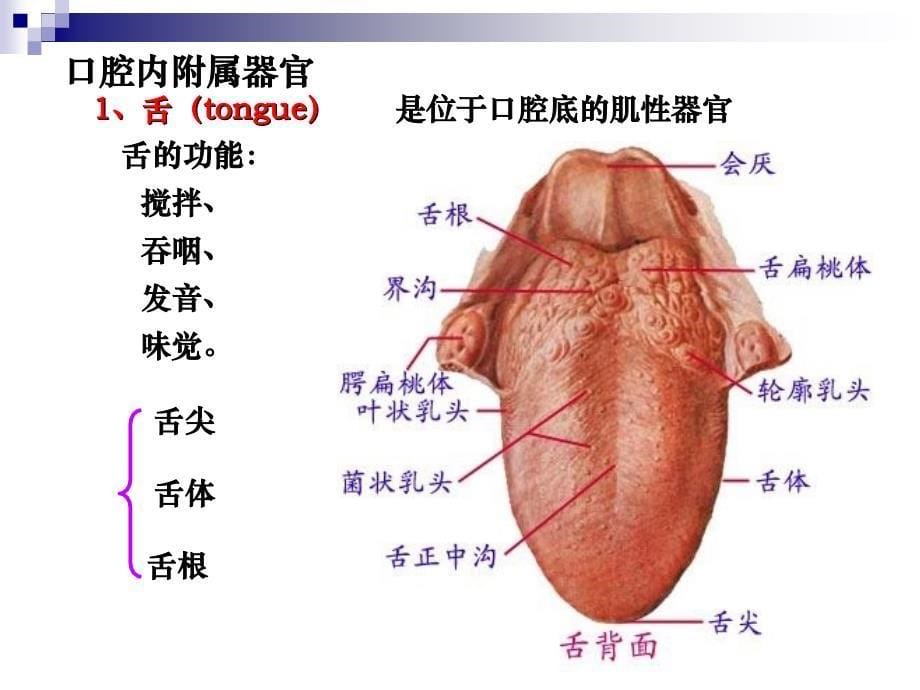 人体解剖生理学消化系统解剖.ppt_第5页