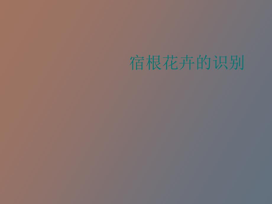 宿根花卉的识别_第1页