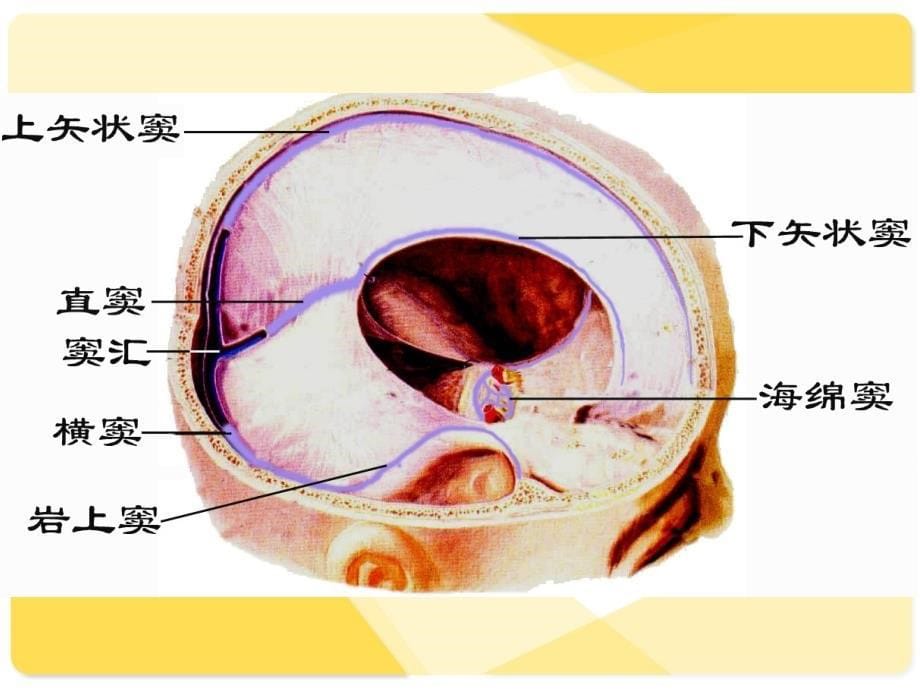 脑脊髓被膜血管脑室脑脊液_第5页