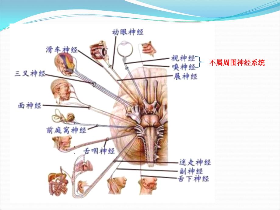 周围神经病的诊断_第3页