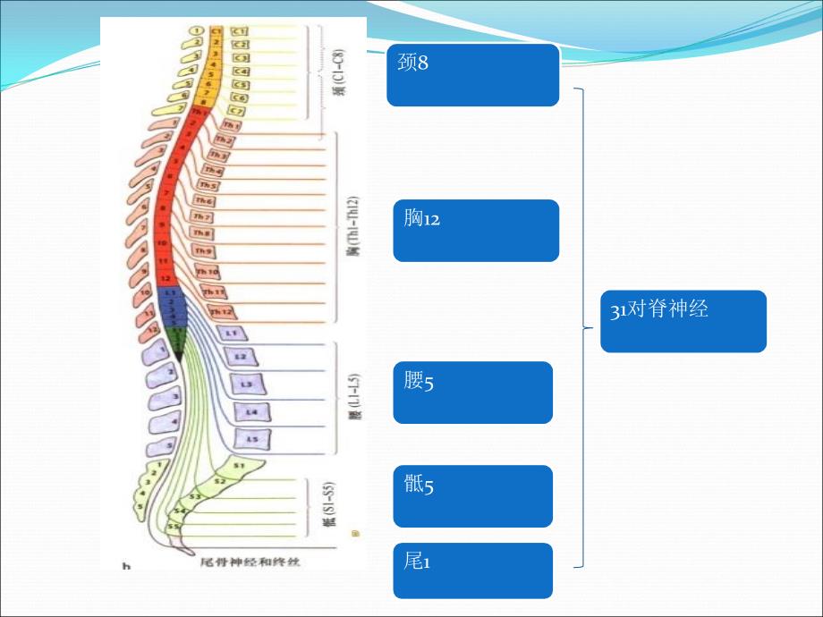 周围神经病的诊断_第4页