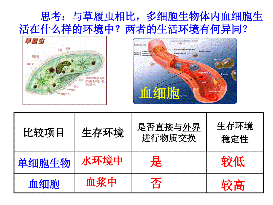 细胞生活的环境课件ppt_第3页