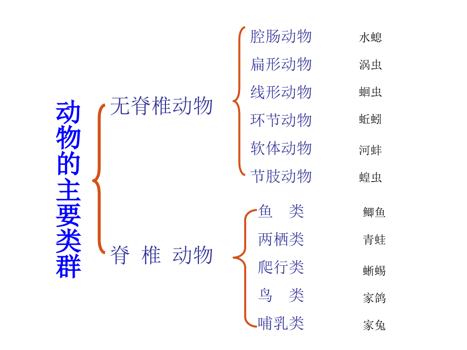 动物类群复习_第3页