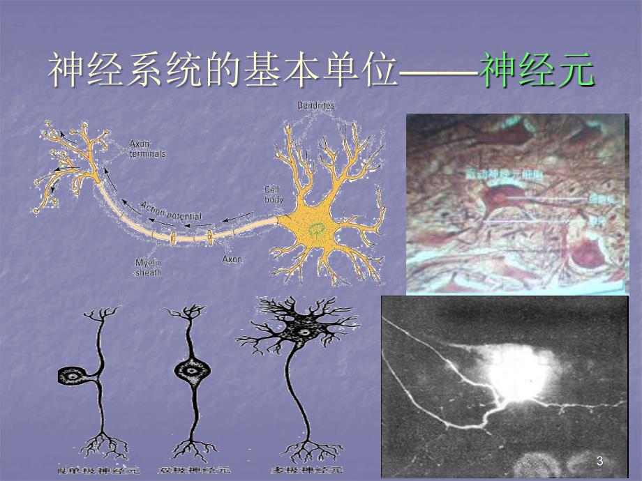 动物神经系统的演化ppt课件_第3页