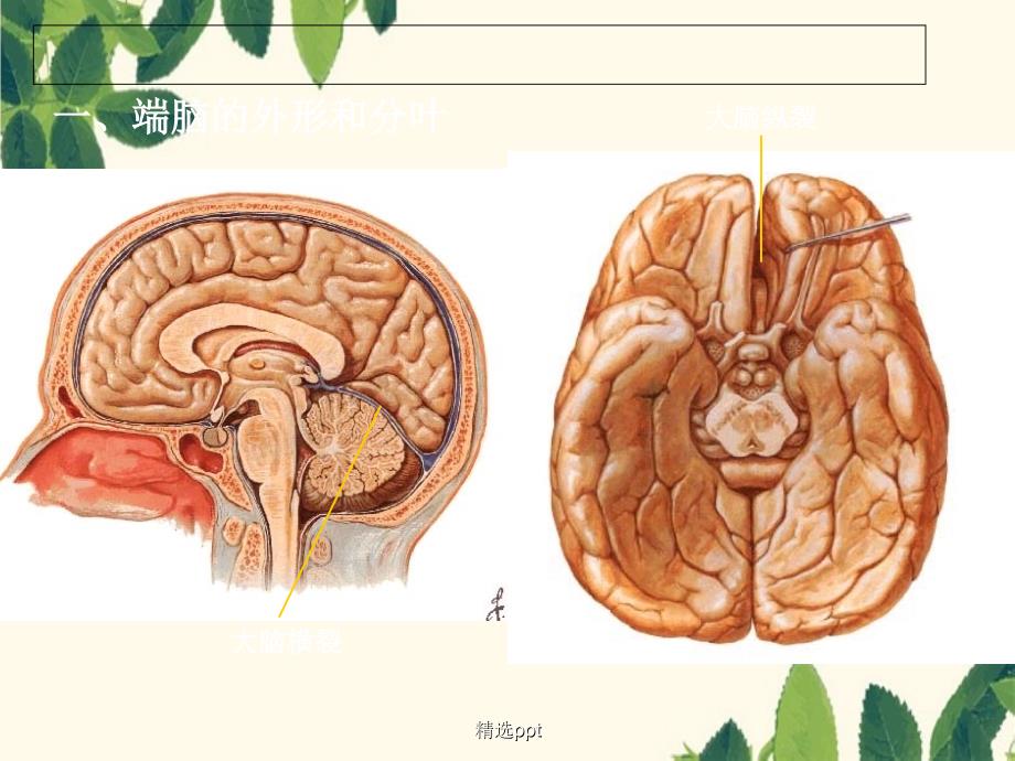 大脑解剖结构_第3页