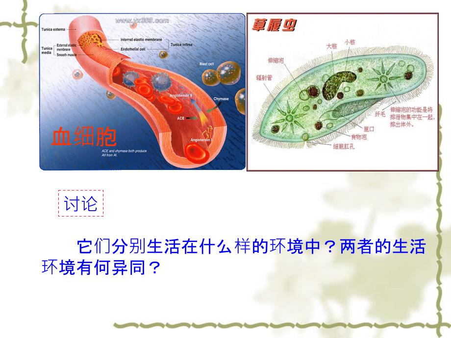 高中生物必修三-细胞生活的环境ppt课件_第3页