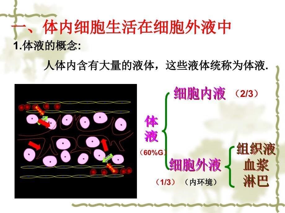 高中生物必修三-细胞生活的环境ppt课件_第5页