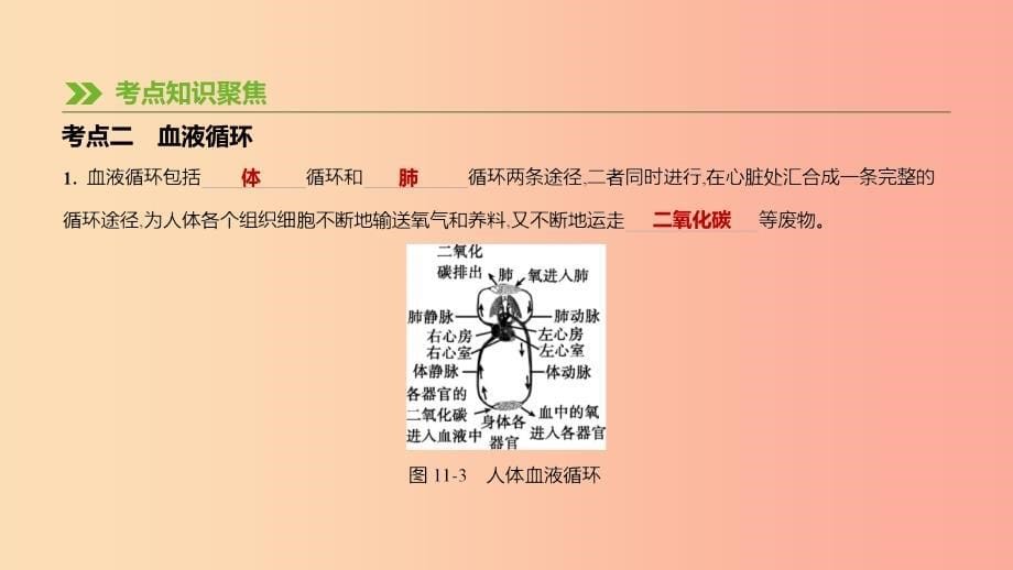 江苏省徐州市2019年中考生物复习 第五单元 生命活动的调节和生态系统的稳定 第11课时 心脏与血液循环课件.ppt_第5页