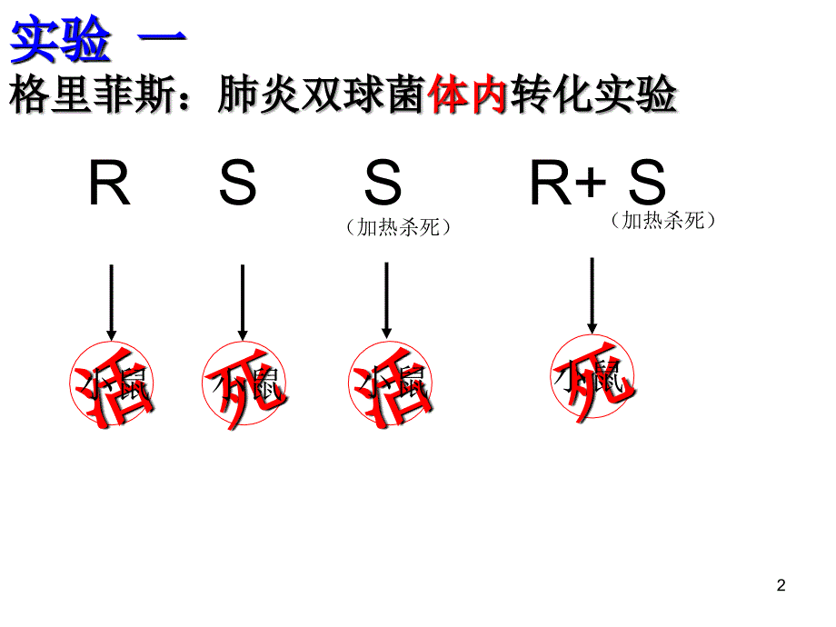 DNA分子复制转录翻译_第2页