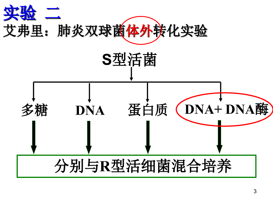 DNA分子复制转录翻译_第3页